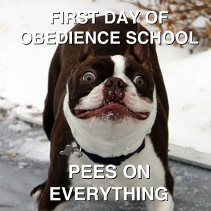 Obedience 2