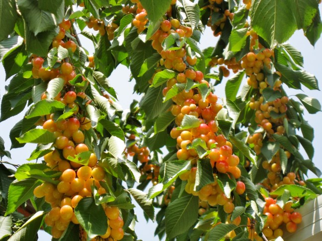 Cheeries Ready to Pick